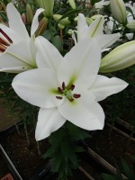 [4611 VZ H08 2813-02 No02.JPG]